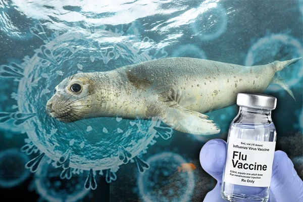 Bird Flu Vaccine Trials Begin for Northern Elephant Seals amid Urgent Threat